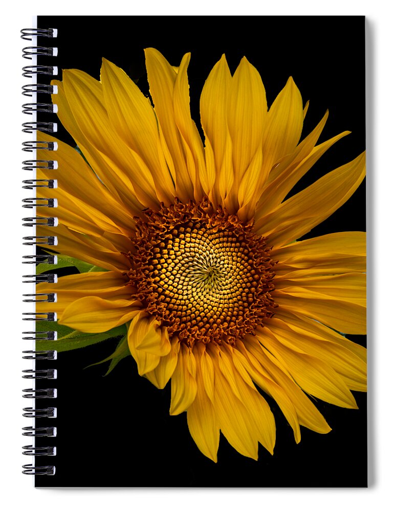 Art Spiral Notebook featuring the photograph Big Sunflower by Debra and Dave Vanderlaan