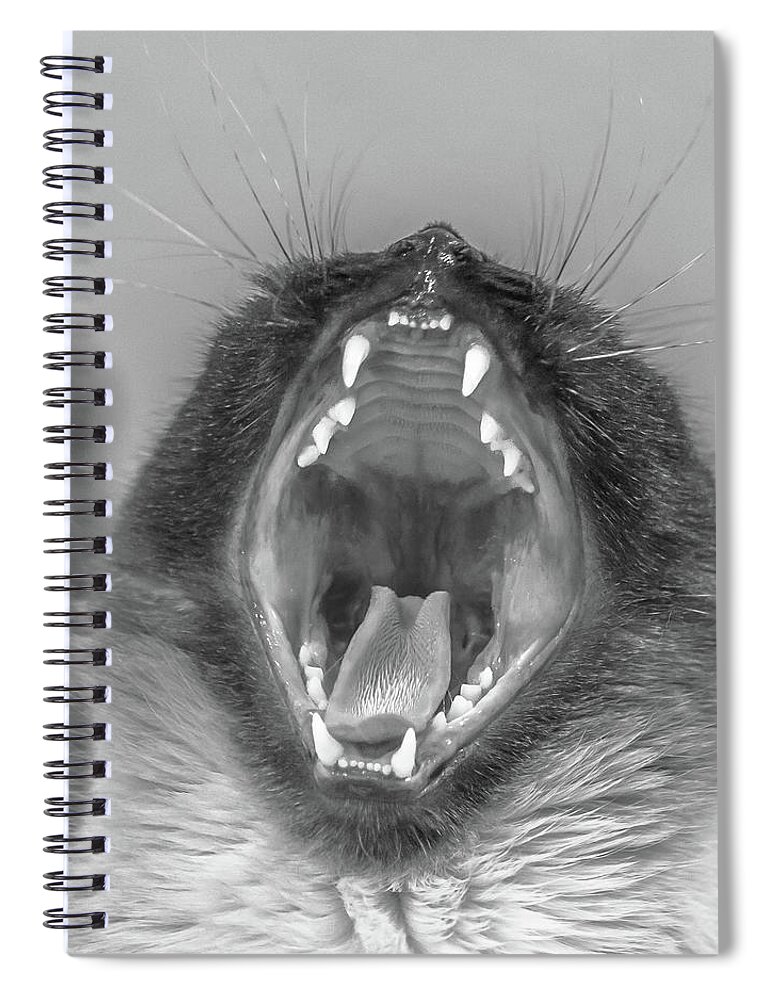 Kitten Spiral Notebook featuring the photograph Big Yawn by Jennifer Grossnickle