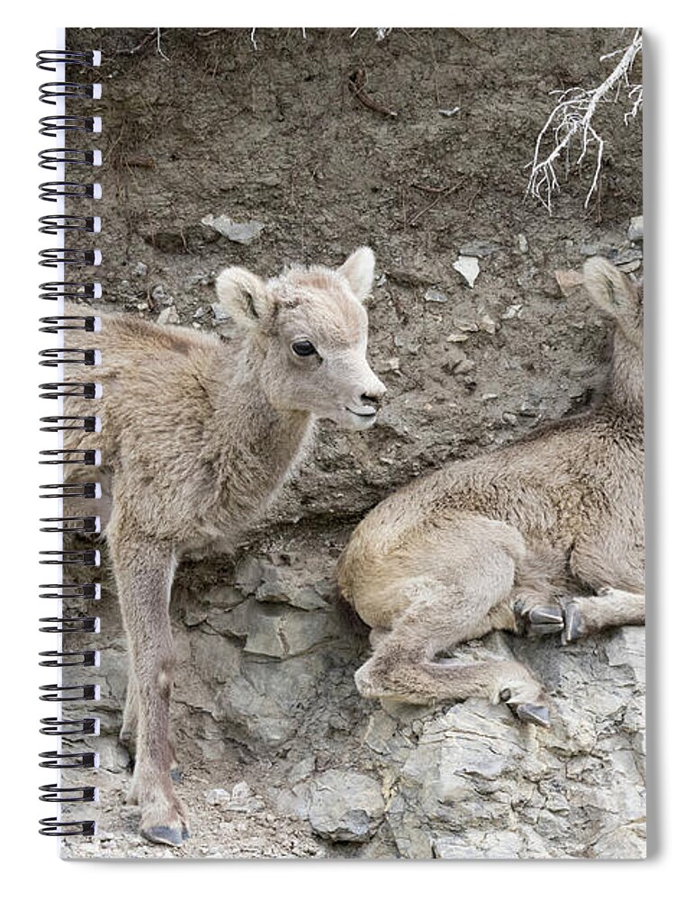 Bighorn Sheep Spiral Notebook featuring the photograph Bighorn Sheep Lambs on the Cliff by Tony Hake