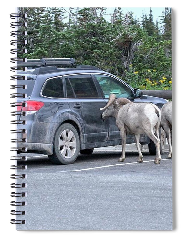 Bighorn Sheep Spiral Notebook featuring the photograph Bighorn Sheep Ram A Subaru by Adam Jewell