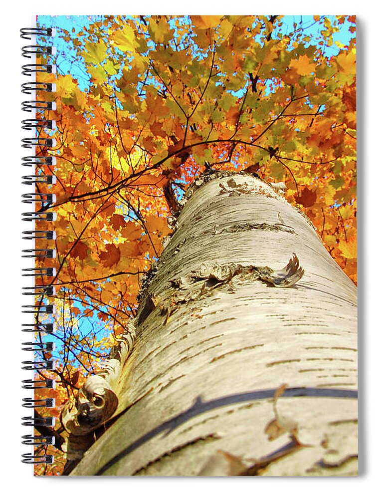 Birch Tree In Fall Spiral Notebook featuring the photograph Birch Beauty by Peg Runyan