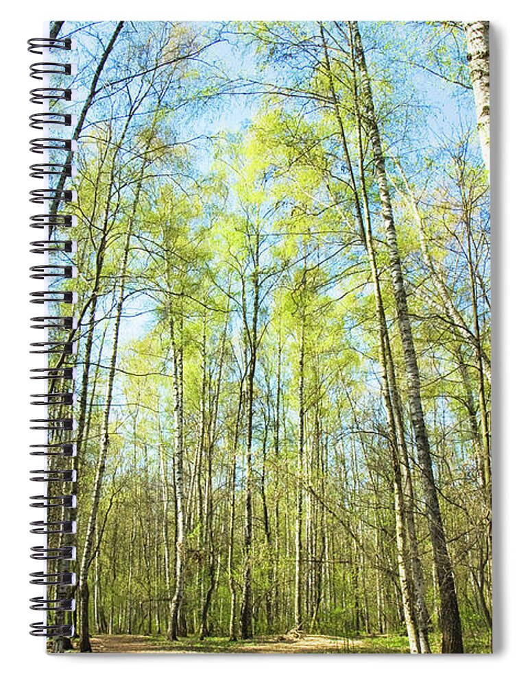 Birch Spiral Notebook featuring the photograph Birch forest spring by Irina Afonskaya
