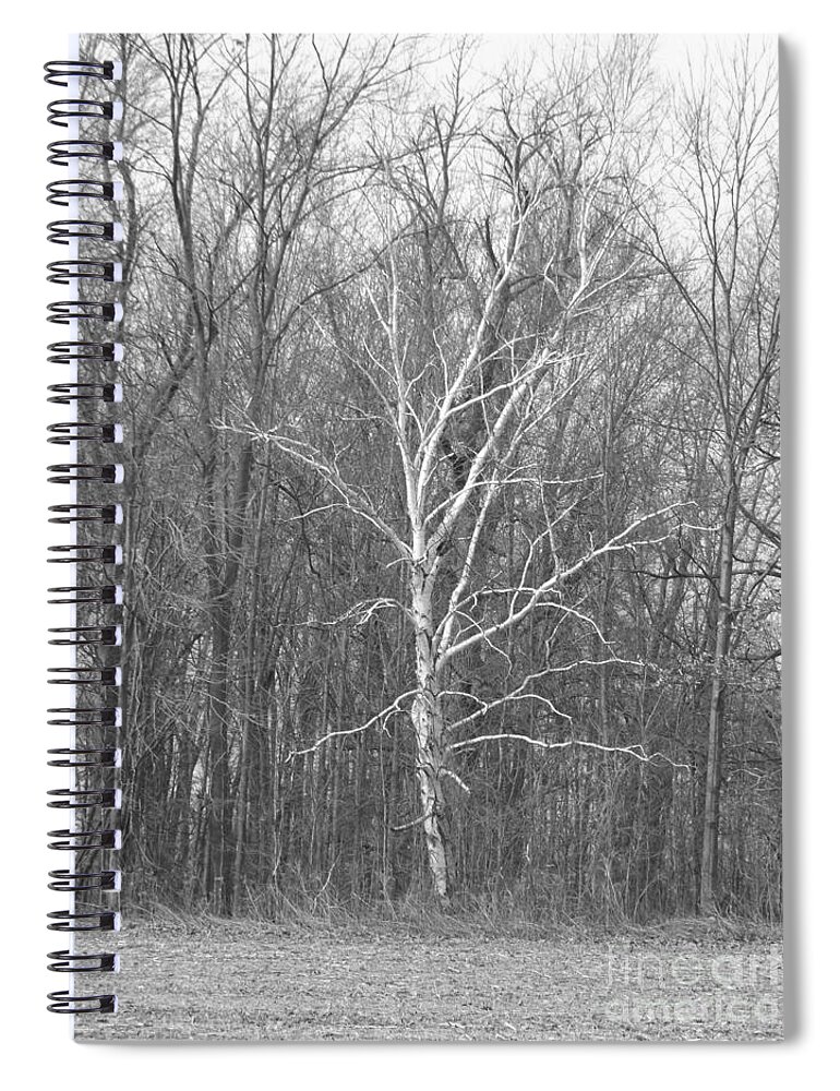 Birch Spiral Notebook featuring the photograph Birch in BW by Erick Schmidt