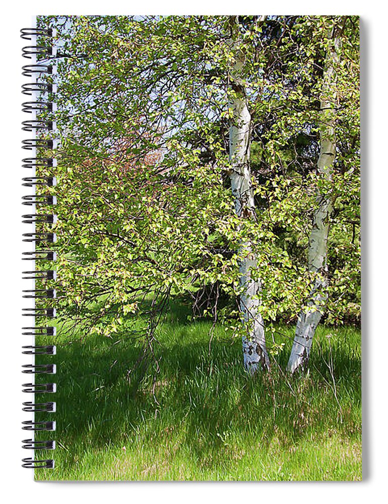 Birch Trees Spiral Notebook featuring the photograph Birch tree by Tatiana Travelways