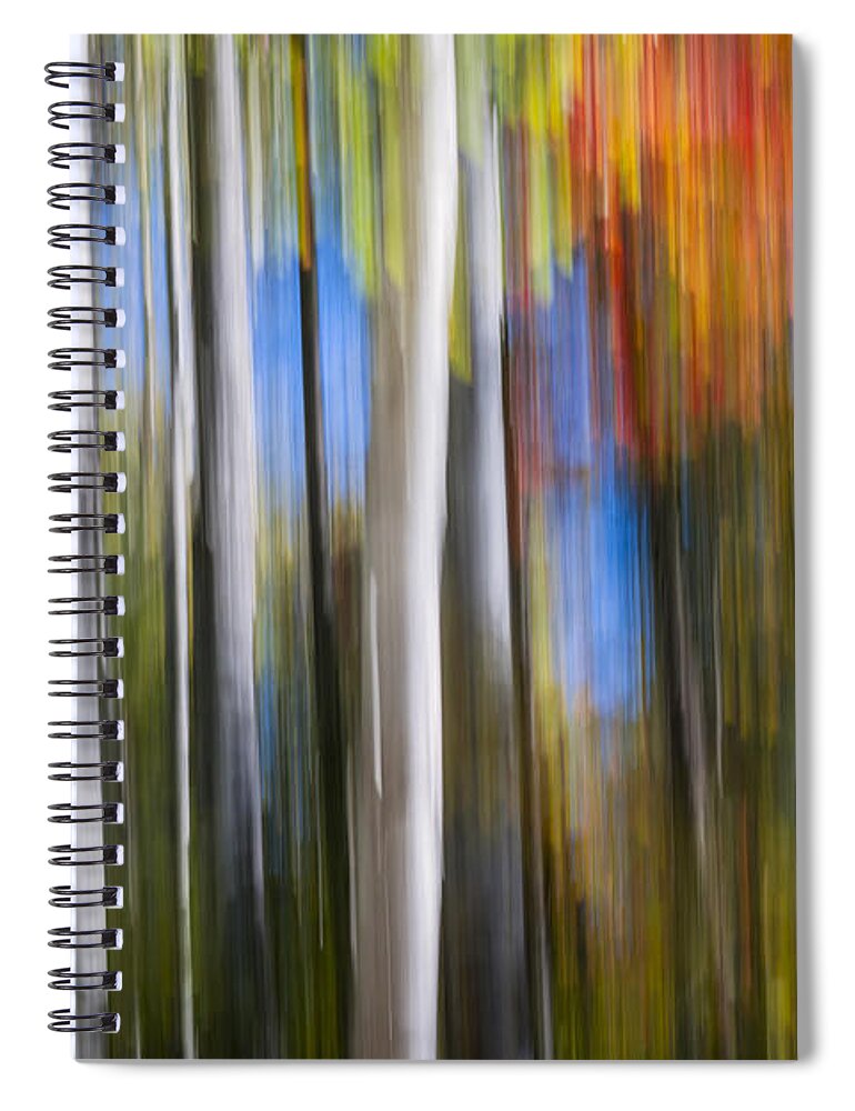 Abstract Spiral Notebook featuring the photograph Birches in autumn forest by Elena Elisseeva