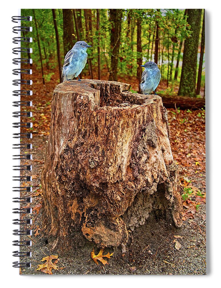 Birds Spiral Notebook featuring the photograph Bird Gossip by Sandra Burm