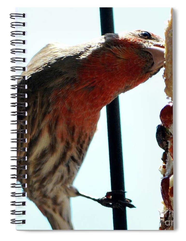 Bird Spiral Notebook featuring the photograph Bird Hits the Jackpot by Cindy Schneider