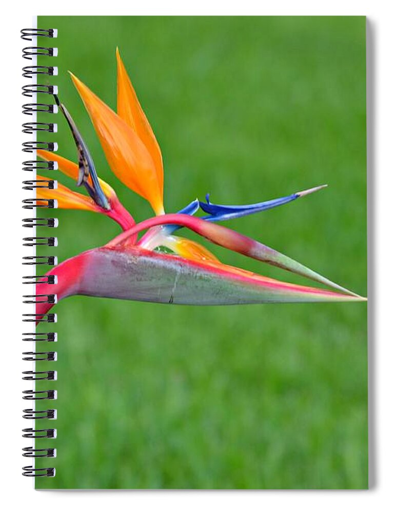 Bird Of Paradise Spiral Notebook featuring the photograph Bird of Paradise by Carolyn Mickulas