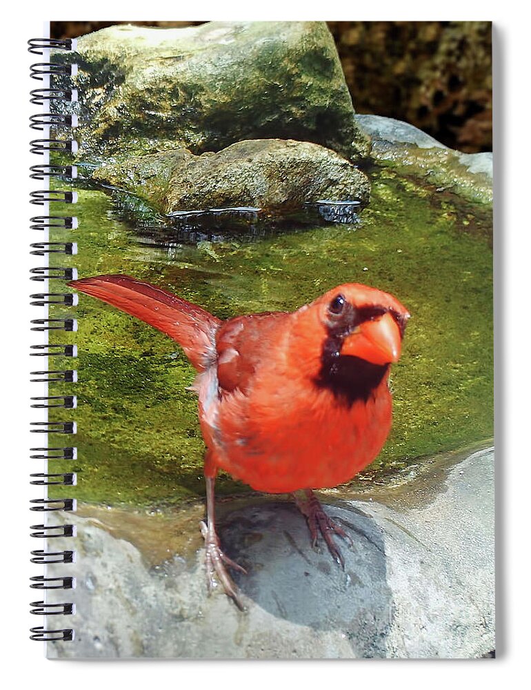 Bird Spiral Notebook featuring the photograph Bird Watching by D Hackett