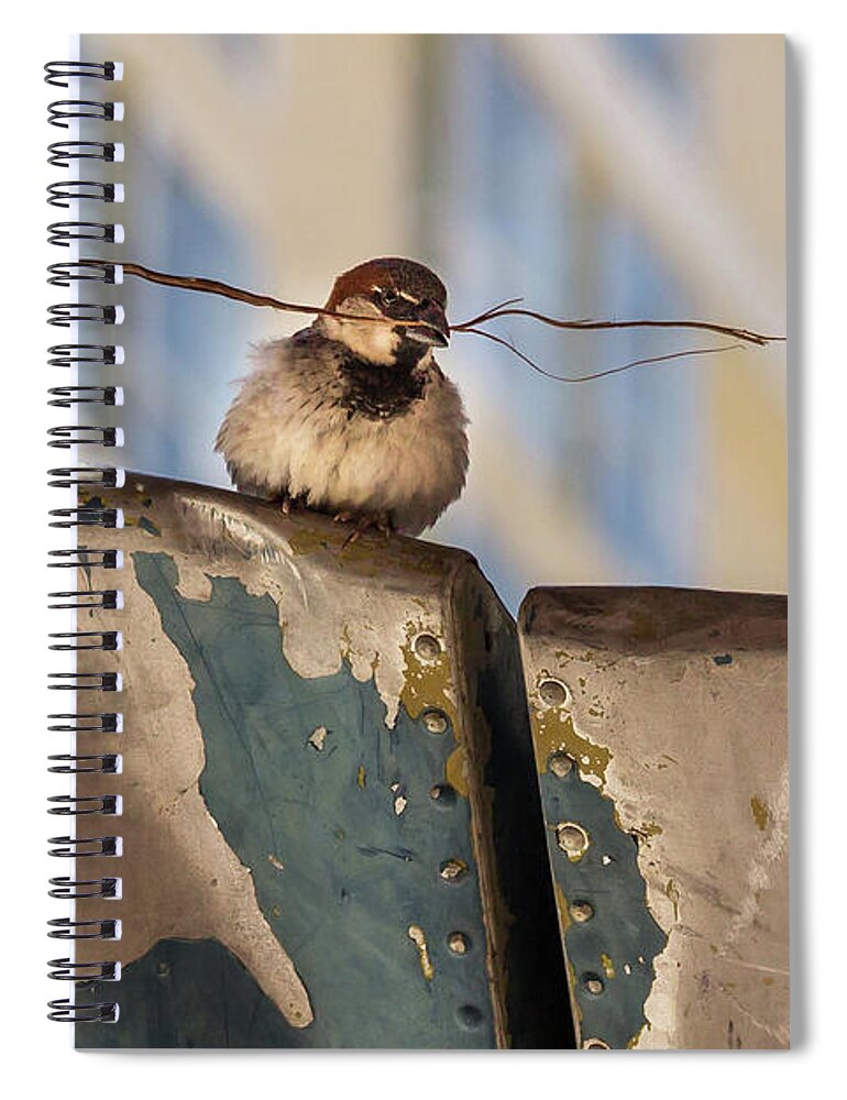 Beak Spiral Notebook featuring the photograph Bird with Twig by Roslyn Wilkins