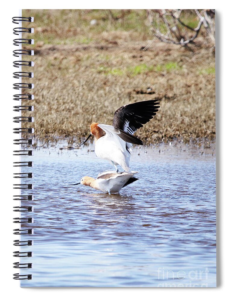 Birds Do It Spiral Notebook featuring the photograph Birds Do It by Alyce Taylor