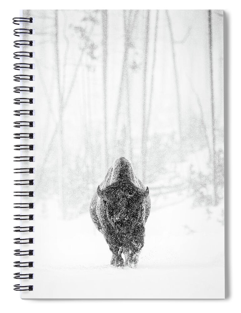 American Bison Spiral Notebook featuring the photograph Bison Bull in Snowstorm 2 by Max Waugh