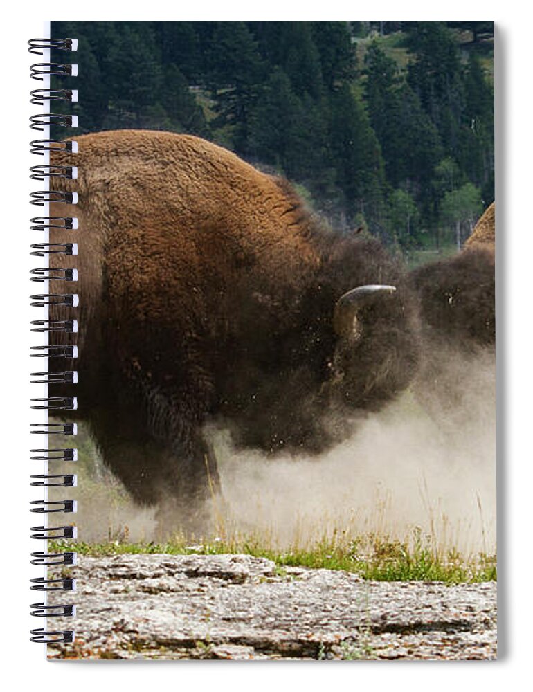 Mark Miller Photos Spiral Notebook featuring the photograph Bison Duel by Mark Miller