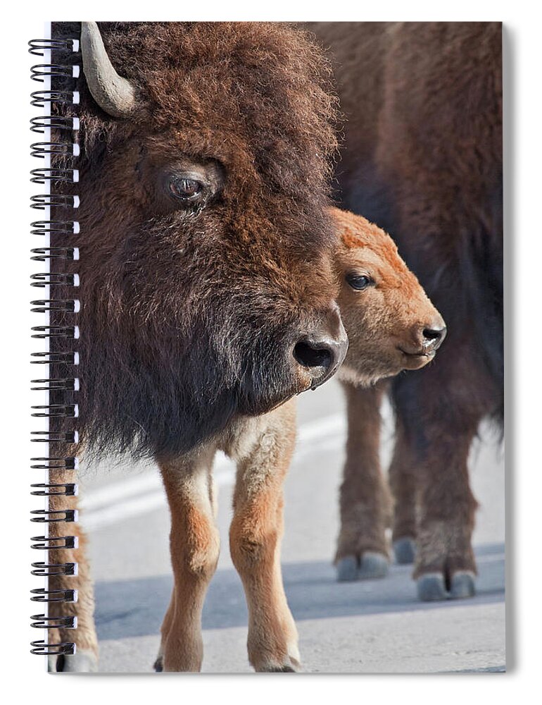 Buffalo Spiral Notebook featuring the photograph Bison Family by Wesley Aston