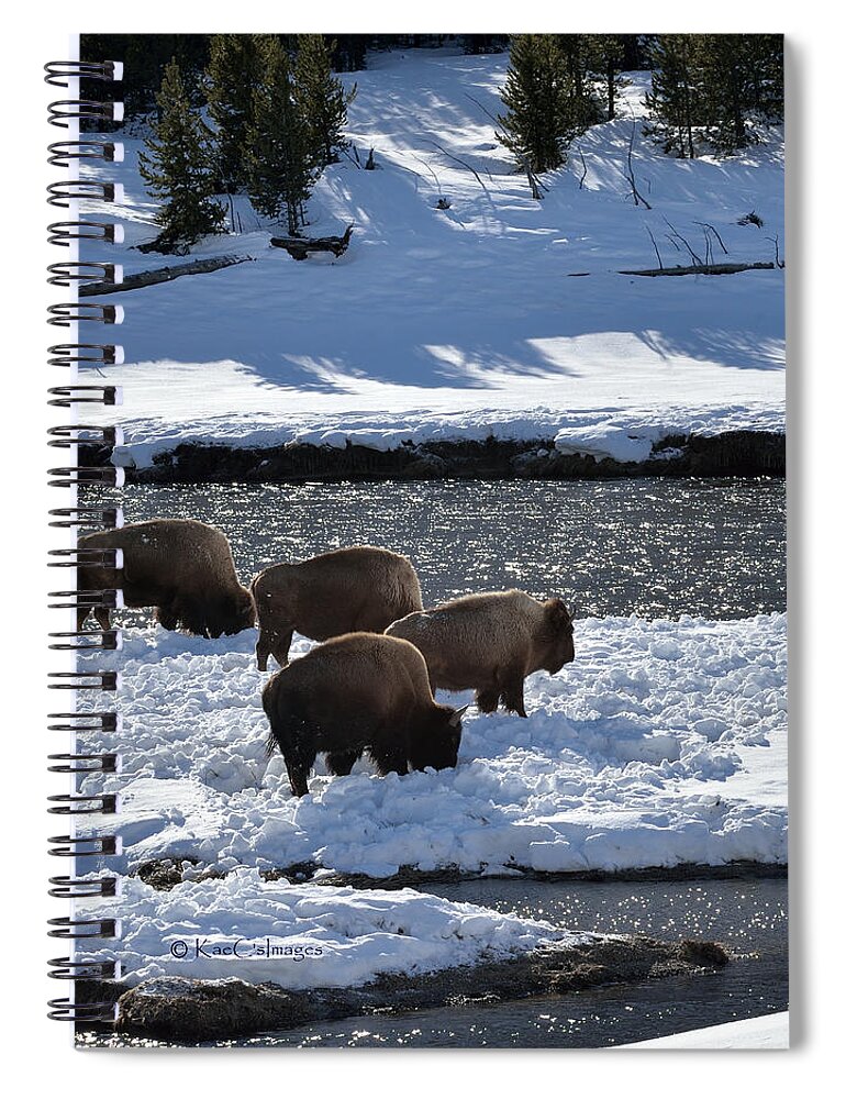 Bison Spiral Notebook featuring the photograph Bison on River Strand by Kae Cheatham