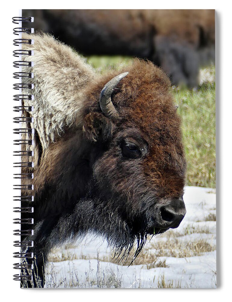 Bison Spiral Notebook featuring the photograph Bison Profile by JustJeffAz Photography