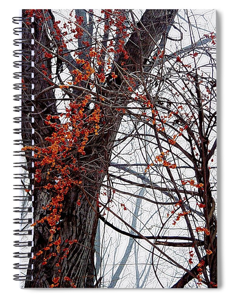 Bittersweet Spiral Notebook featuring the photograph Bittersweet by Joy Nichols