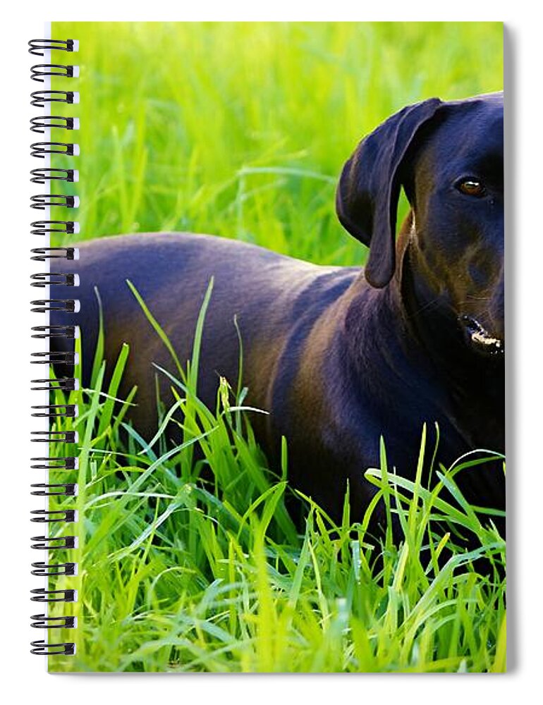 Black Dog Spiral Notebook featuring the photograph Black and Green by Clare Bevan