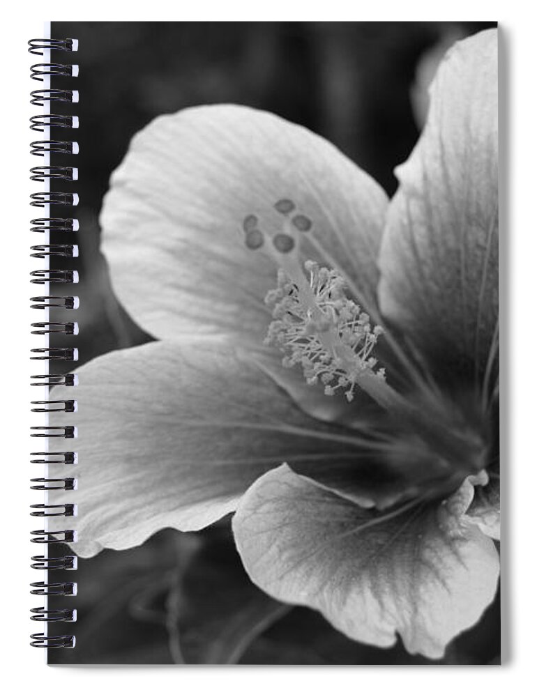 Flower Spiral Notebook featuring the photograph Black and White Hibiscus 1 by Amy Fose