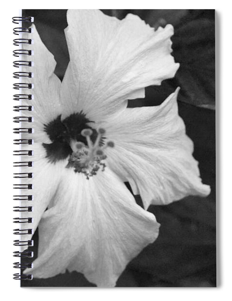 Flower Spiral Notebook featuring the photograph Black and White Hibiscus 2 by Amy Fose