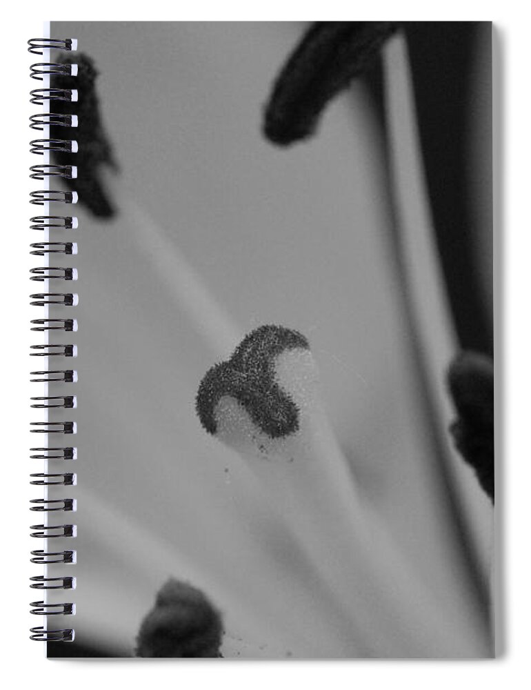 Flower Spiral Notebook featuring the photograph Black and White Lily 3 by Amy Fose