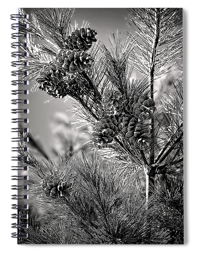 Black And White Pine Tree Print Spiral Notebook featuring the photograph Black and White Pine Print by Gwen Gibson
