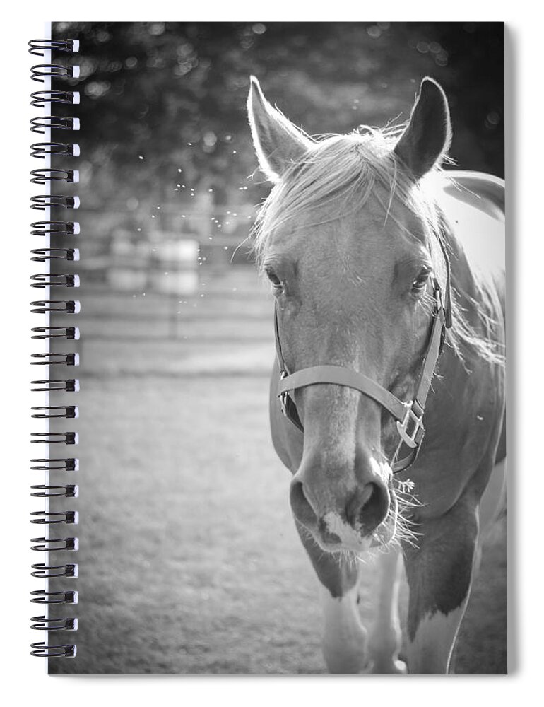 Kelly Hazel Spiral Notebook featuring the photograph Black and White Portrait of a Horse in the Sun by Kelly Hazel
