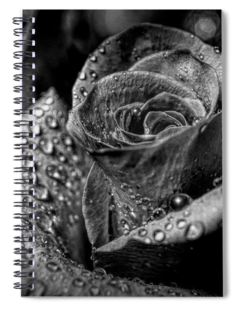 Rose Spiral Notebook featuring the photograph Black and White Rose by Lilia S