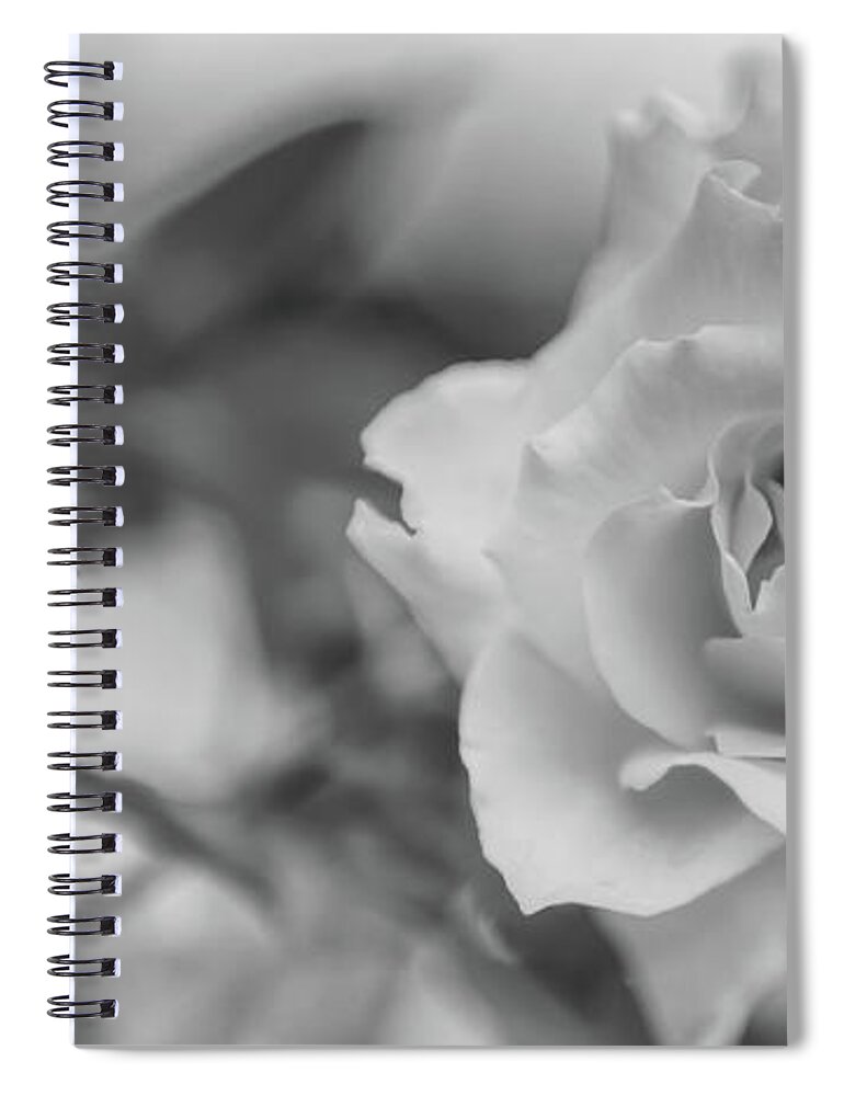 Black And White Spiral Notebook featuring the photograph Black and White Rose by Olga Hamilton