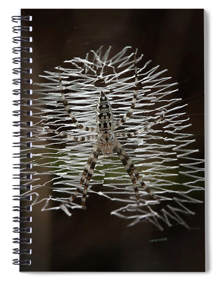 Spider Spiral Notebook featuring the photograph Black and Yellow in White and Black by Paul Rebmann