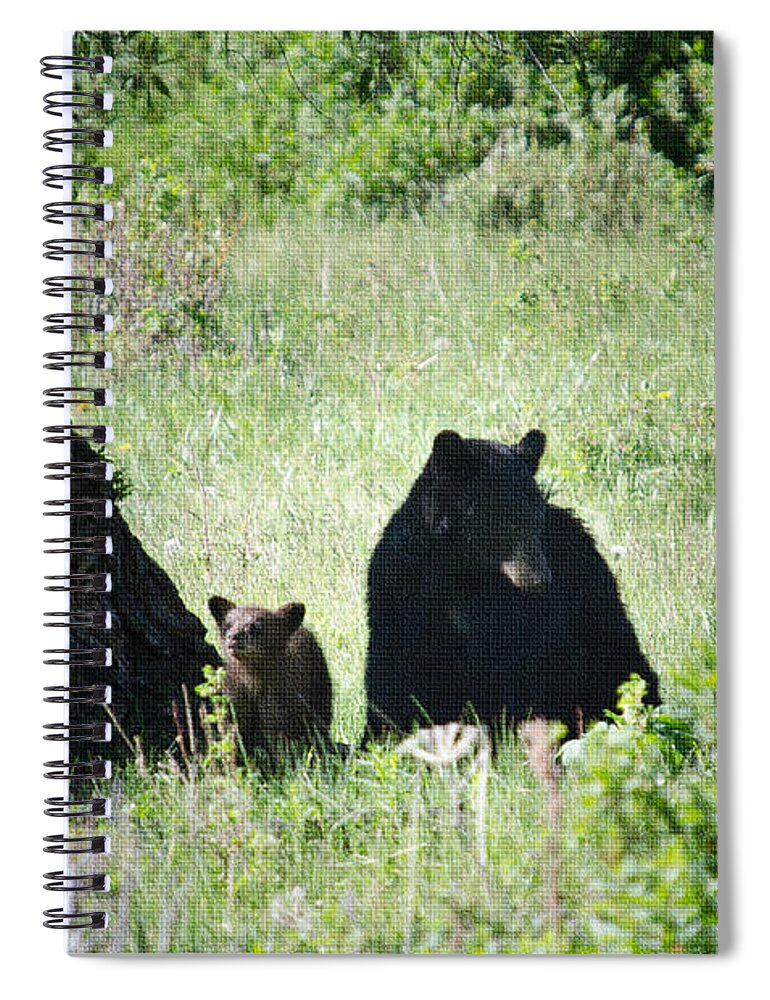 Animals Spiral Notebook featuring the photograph Black Bear and Cub by Crystal Wightman