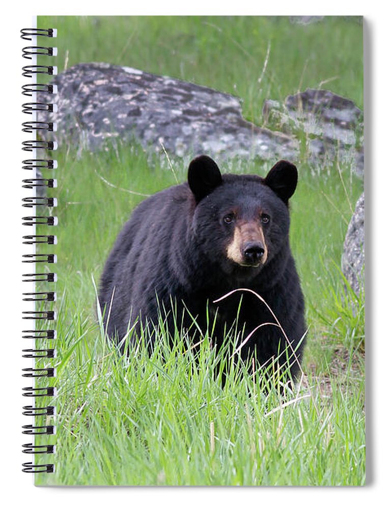 Mark Miller Photos Spiral Notebook featuring the photograph Black Bear in green grassy Meadow at attention looking forward by Mark Miller