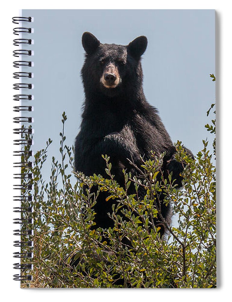 Bear Spiral Notebook featuring the photograph Black Bear Stands Tall by Tony Hake