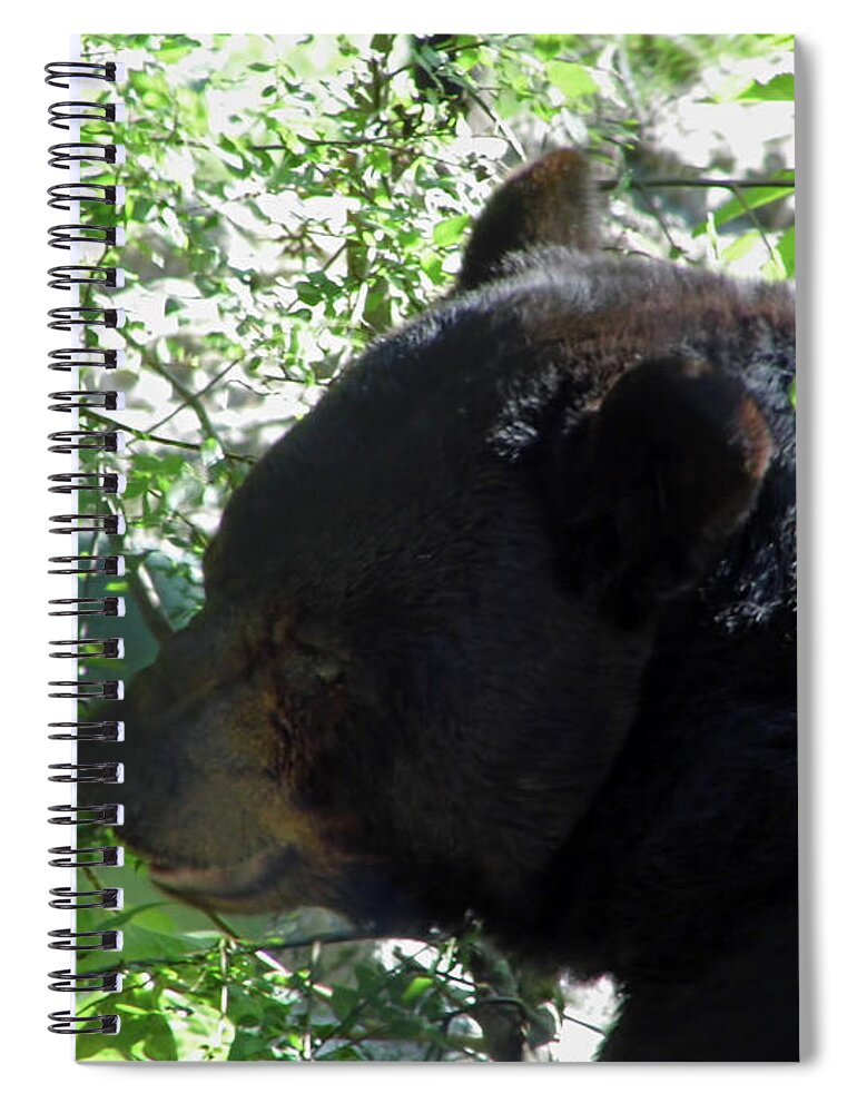 Bear Spiral Notebook featuring the photograph Black Bear Up Close by D Hackett
