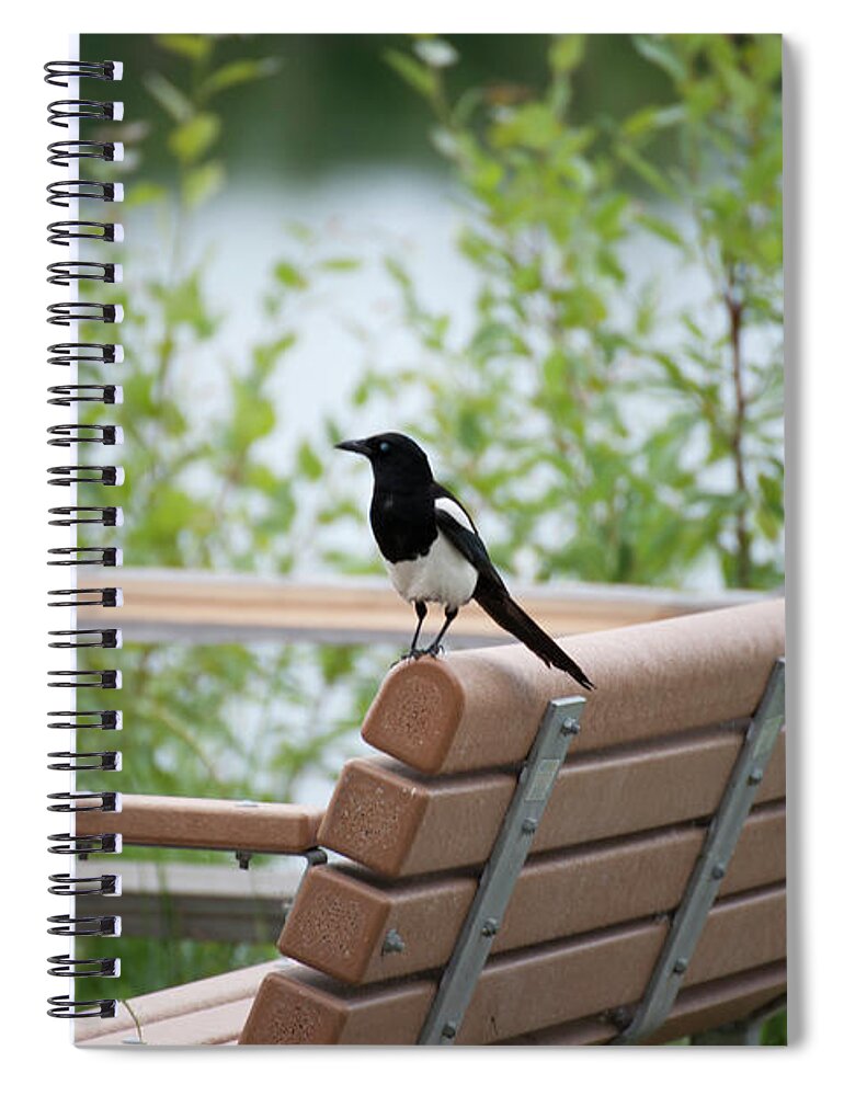 Black-billed Spiral Notebook featuring the photograph Black-billed Magpie Pica hudsonia by Robert Braley