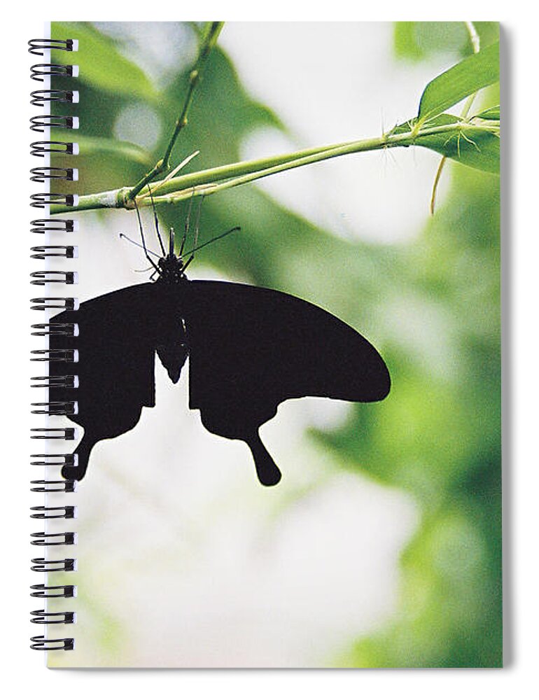 Butterfly Spiral Notebook featuring the photograph Black Butterfly by Lauri Novak
