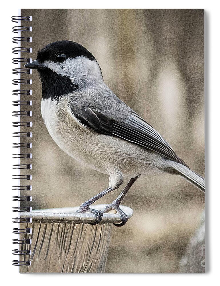 Nature Spiral Notebook featuring the photograph Black capped chickadee by Barry Bohn
