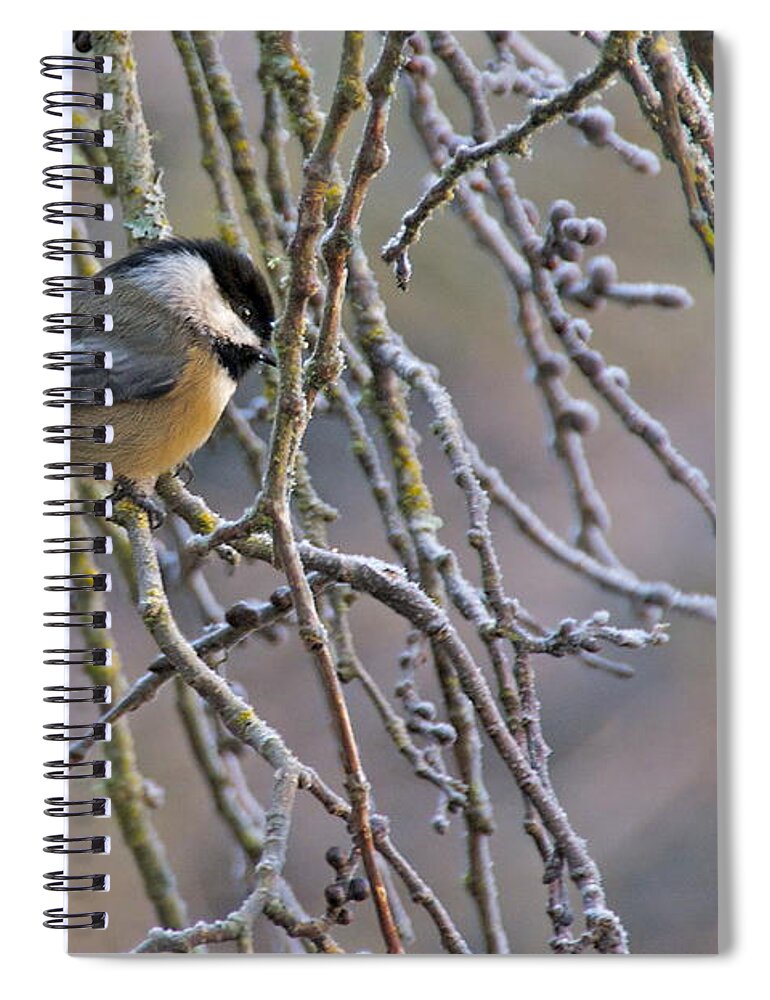 Photography Spiral Notebook featuring the photograph Black-Capped Chickadee by Sean Griffin