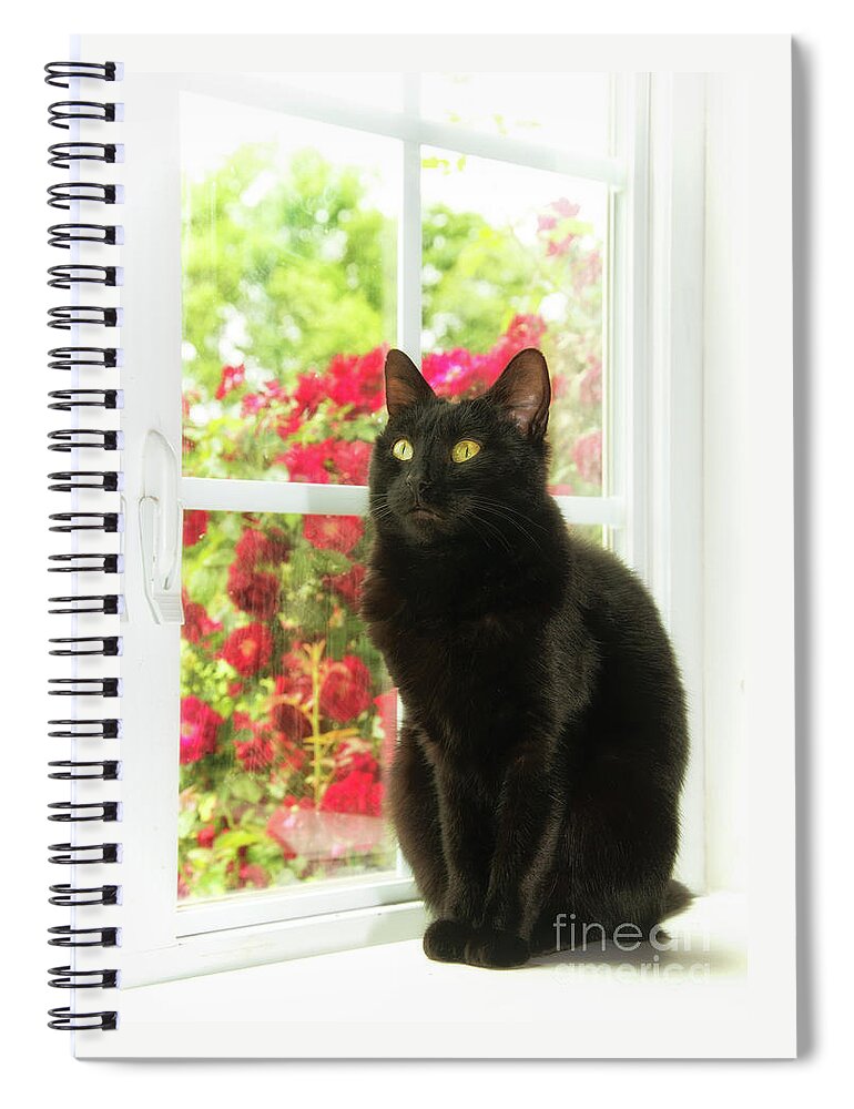 Beautiful Spiral Notebook featuring the photograph Black Cat in White Frames by Sari ONeal
