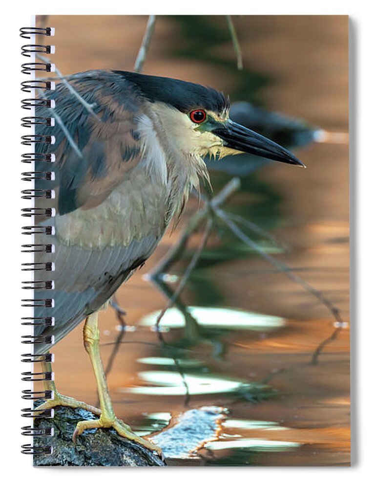 Nycticorax Nycticorax Spiral Notebook featuring the photograph Black-crowned Night Heron by Jonathan Nguyen