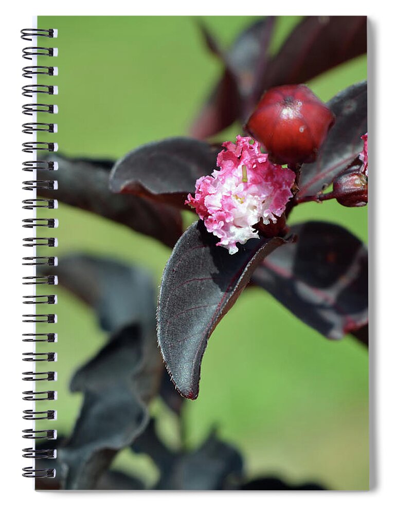Crape Myrtle Spiral Notebook featuring the photograph Black Diamond Crape Myrtle by Aimee L Maher ALM GALLERY