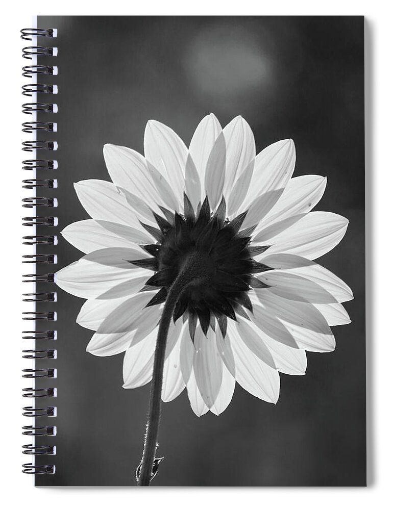 Flower Spiral Notebook featuring the photograph Black-eyed Susan - Black And White by Stephen Holst