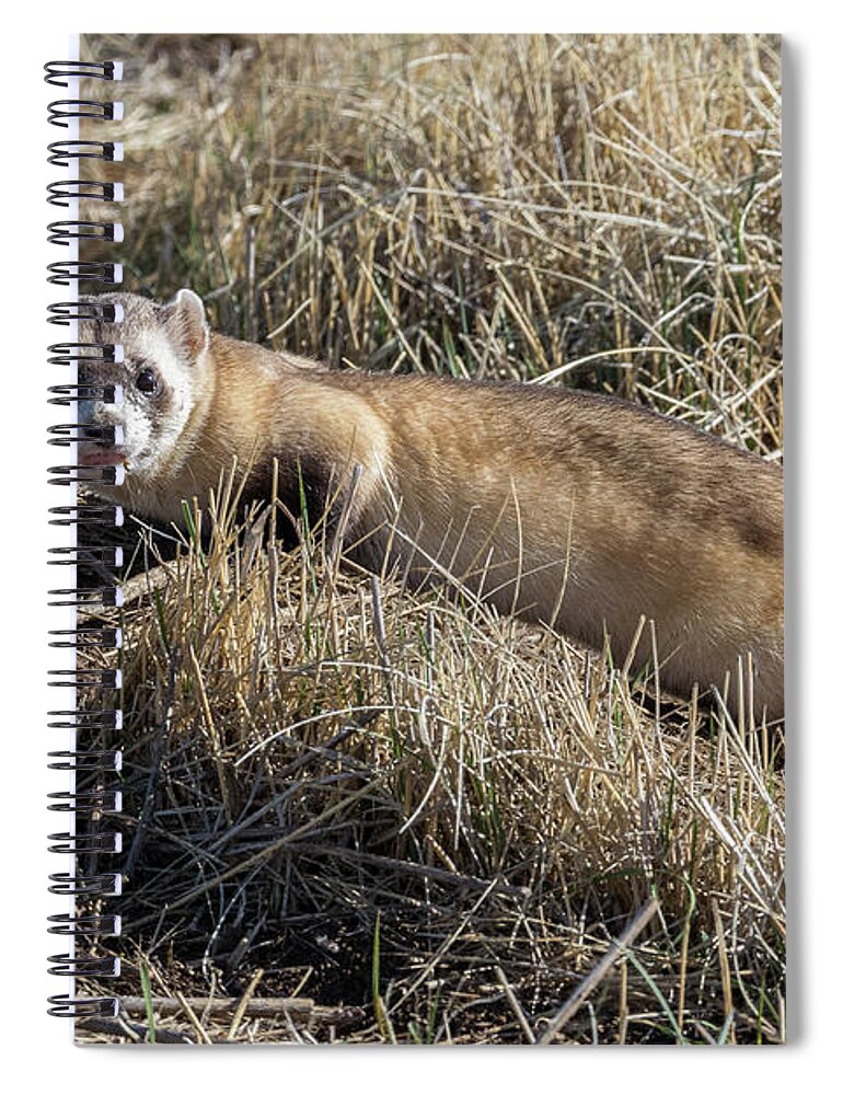Ferret Spiral Notebook featuring the photograph Black-footed Ferret On the Prowl by Tony Hake