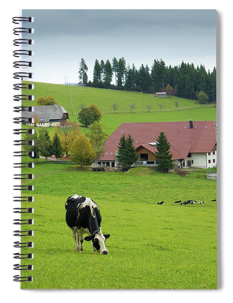 Black Forest Spiral Notebook featuring the photograph Black Forest Cows Schwarzwald Germany by Matthias Hauser