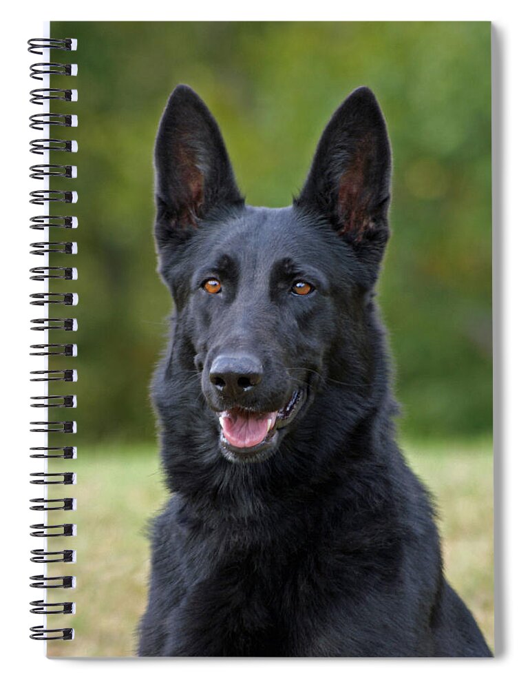 German Shepherd Spiral Notebook featuring the photograph Black German Shepherd Dog by Sandy Keeton