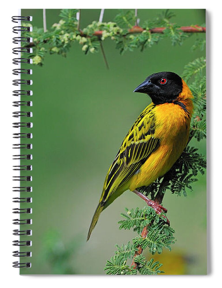 Black-headed Weaver Spiral Notebook featuring the photograph Black-headed Weaver by Tony Beck