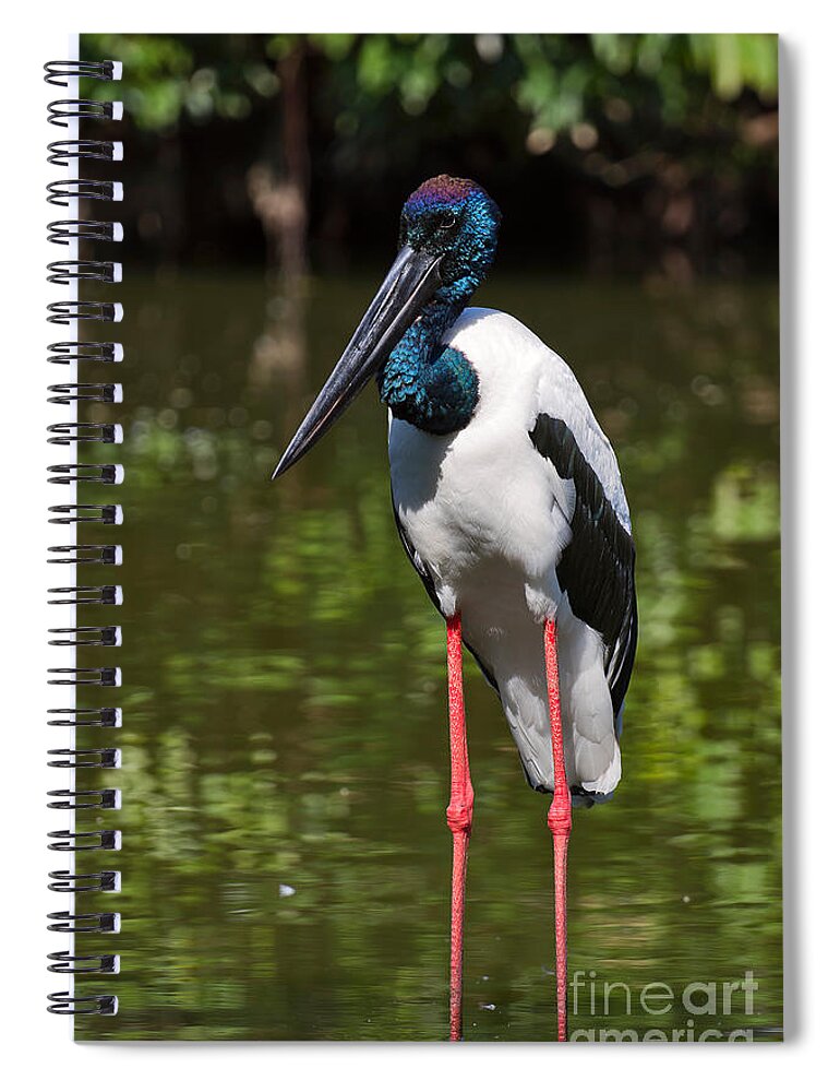 Birds Spiral Notebook featuring the photograph Black-necked stork by Louise Heusinkveld