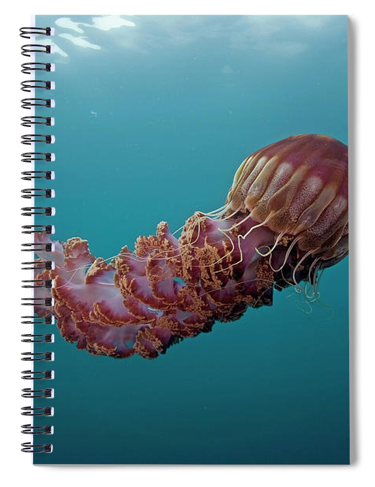 Mp Spiral Notebook featuring the photograph Black Sea Nettle Chrysaora Achlyos by Richard Herrmann