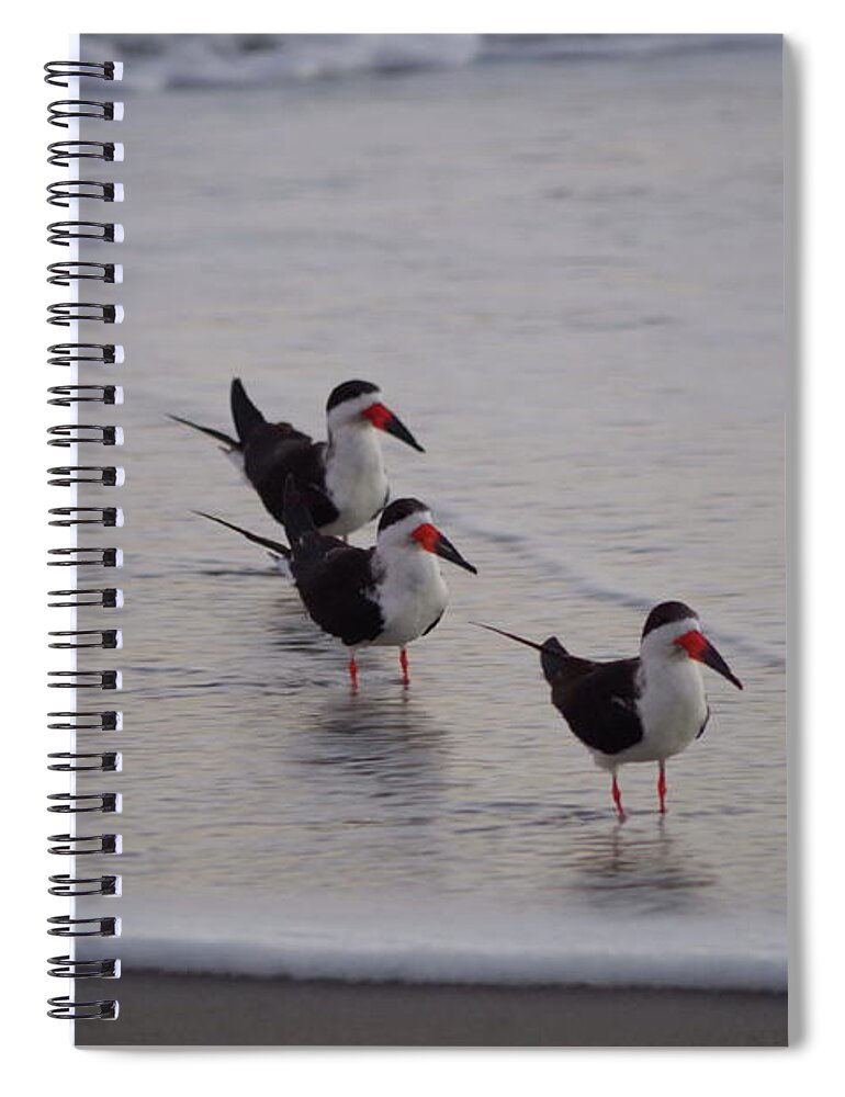 Beach Spiral Notebook featuring the photograph Black Skimmers at sunrise by Tannis Baldwin