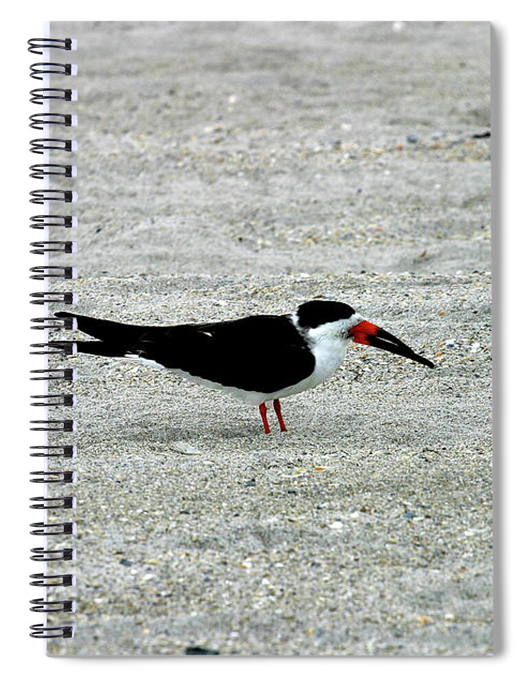 Black Skimmer Spiral Notebook featuring the photograph Black Skinner by Anthony Jones